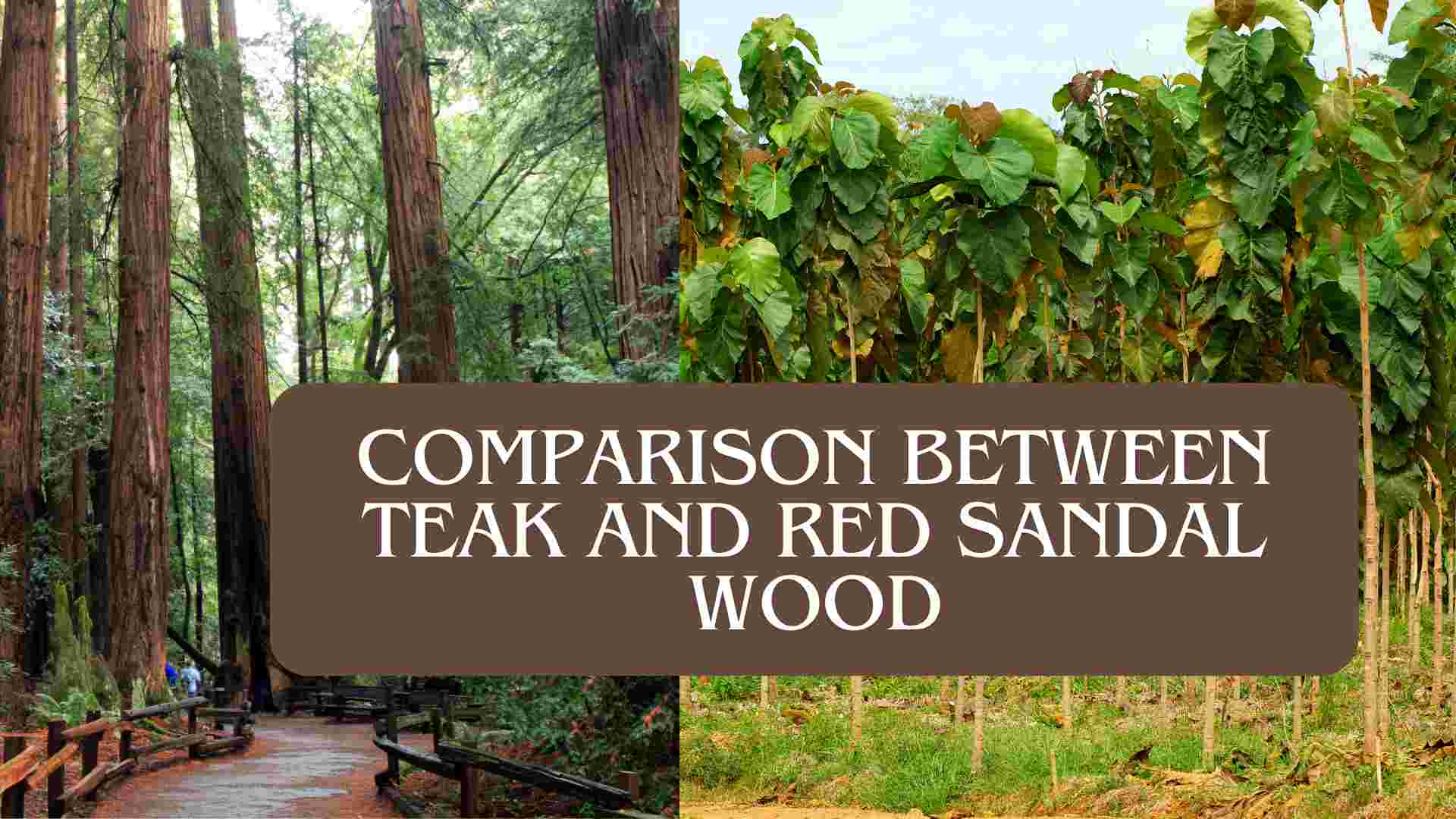 comparison between teak and red sandle wood​